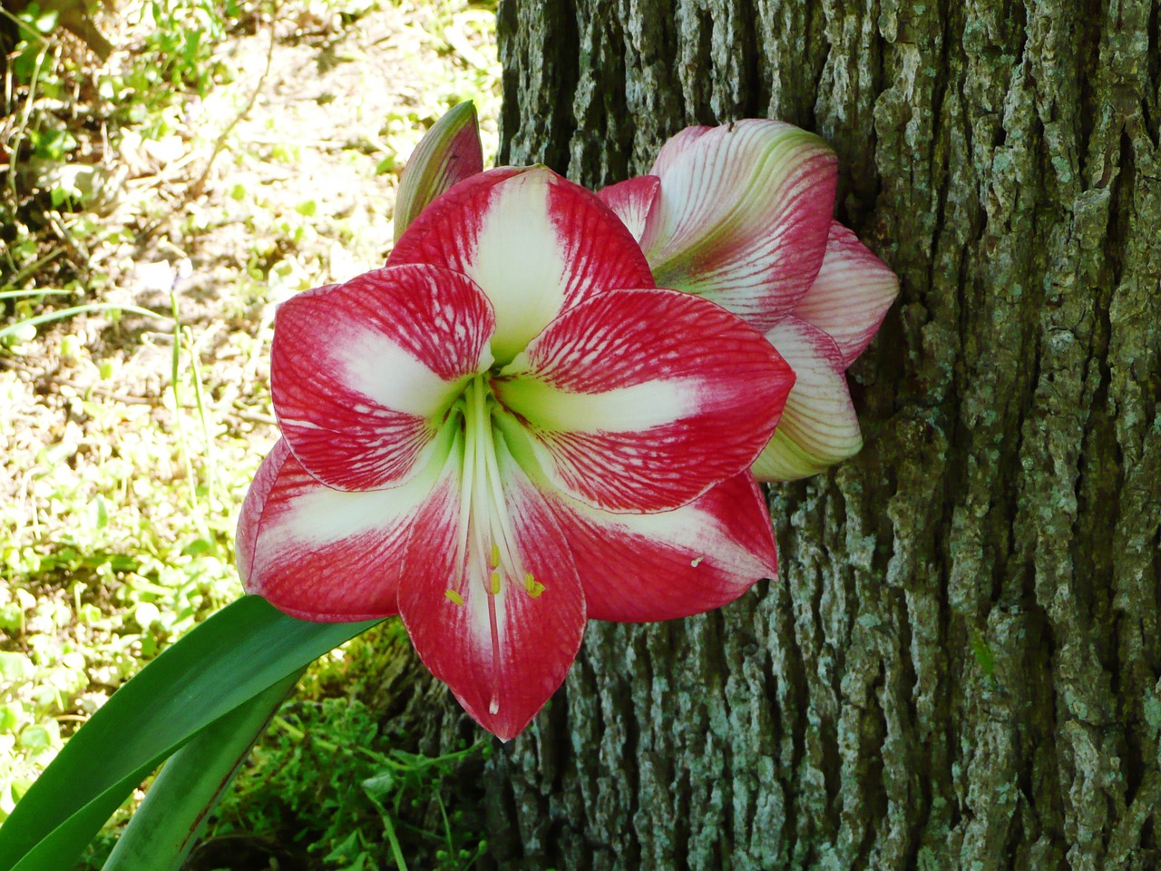 amaryllis spring blossom free photo