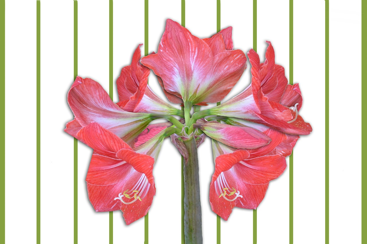 amaryllis flowers amaryllis plant free photo