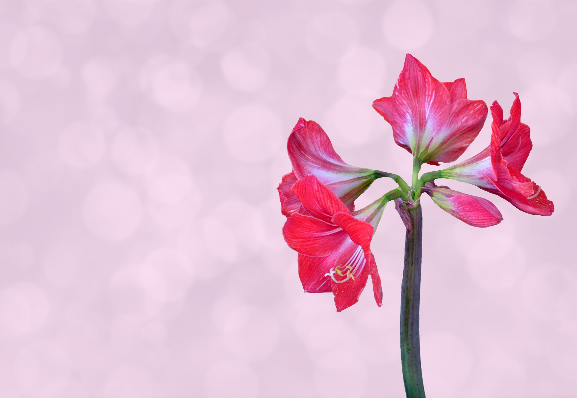 flower amaryllis pink free photo