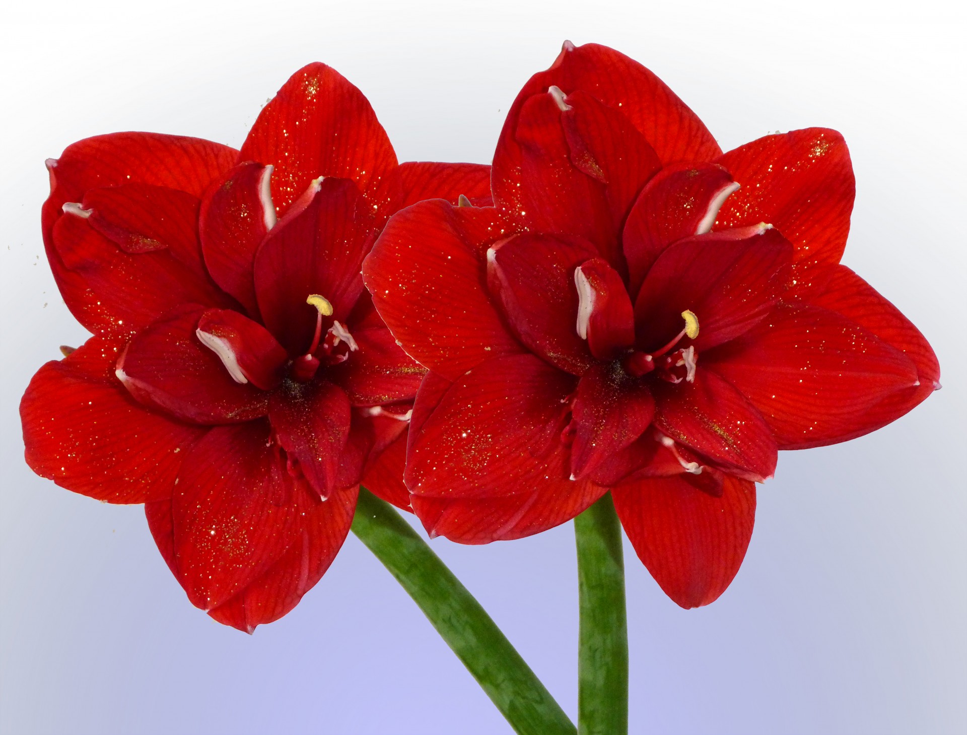 amaryllis flower flower bouquets free photo