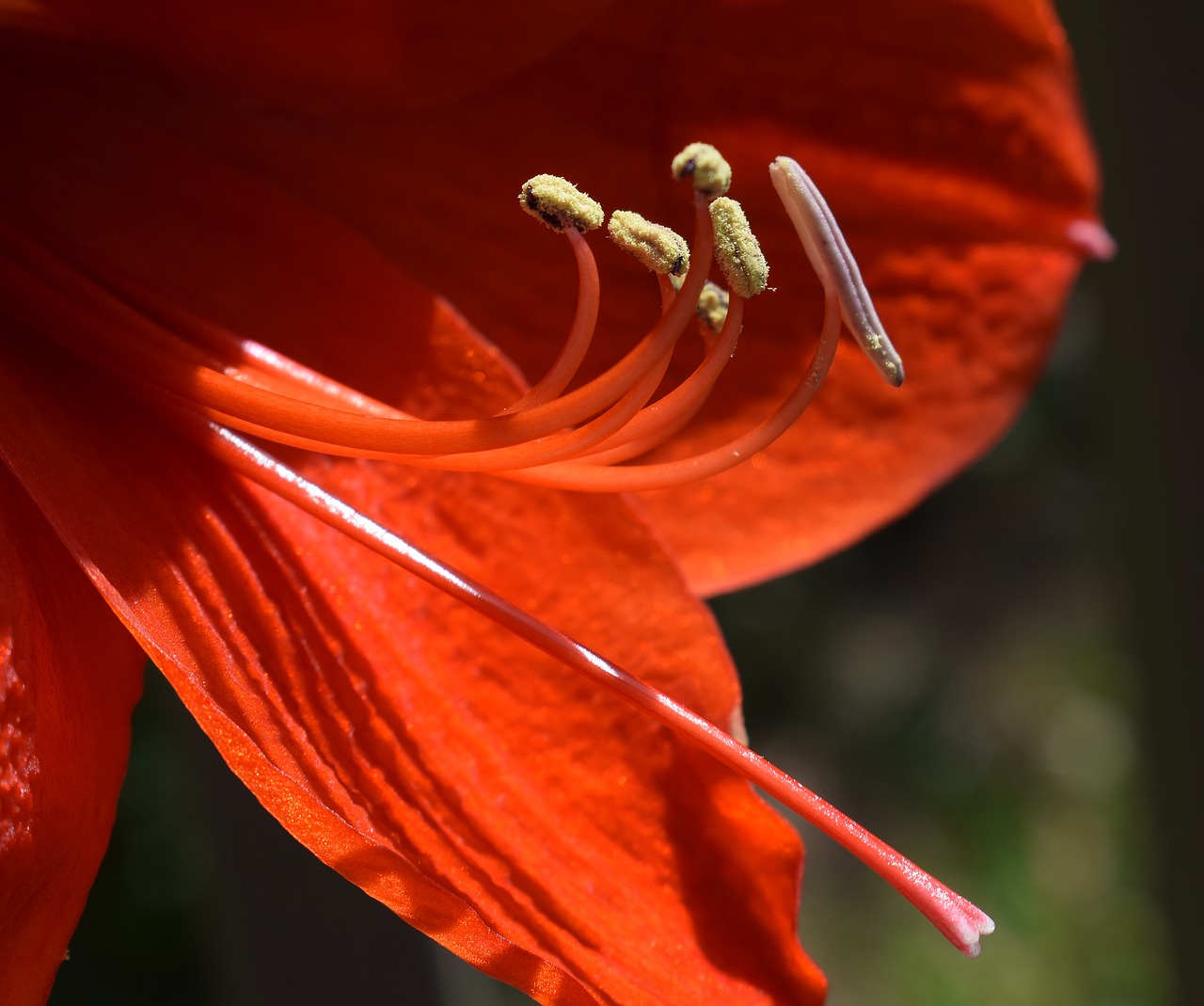 amaryllis stamens and pistil azalea flower free photo