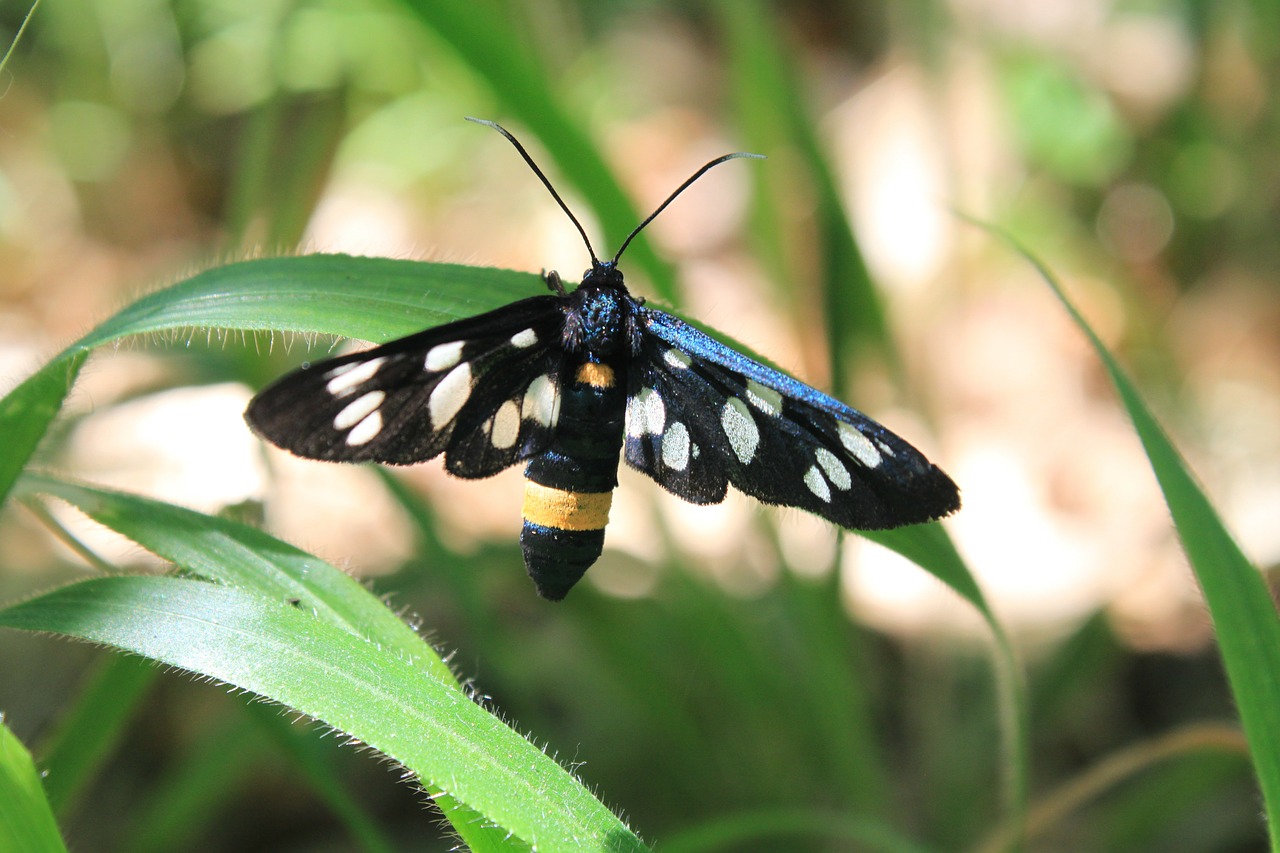 amata black butterfly free photo