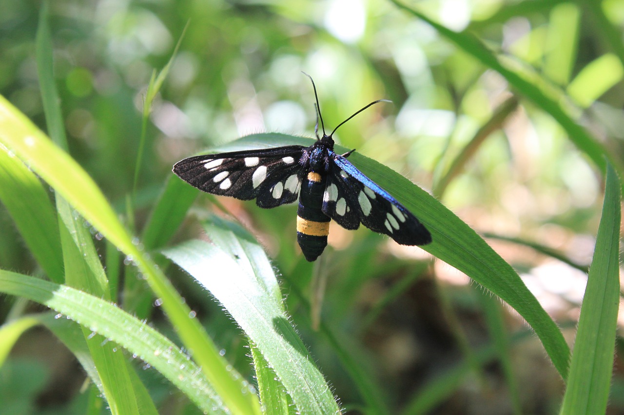 amata black butterfly free photo
