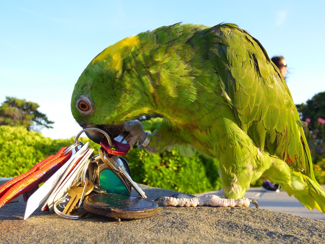 amazon parrot playing free photo
