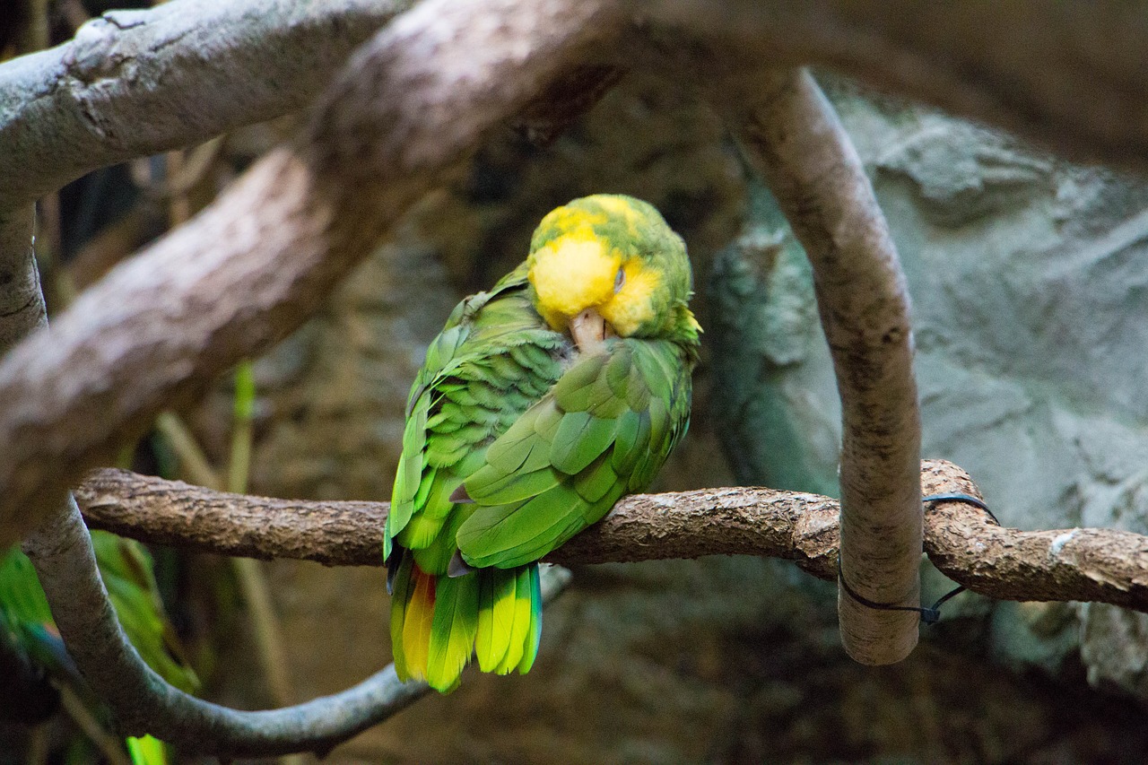 amazon parrot jungle free photo