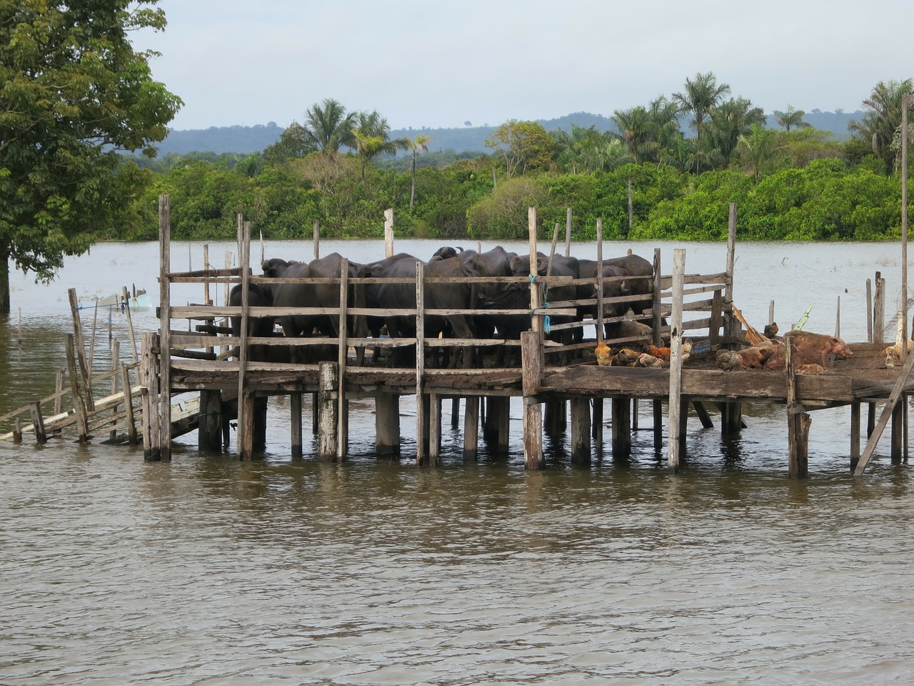 amazon water buffalo brazil free photo