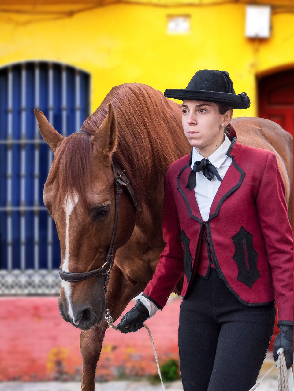 amazon andalusia horse free photo