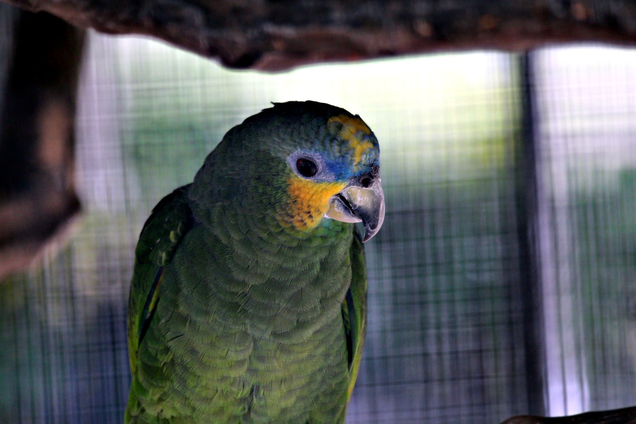 amazon  parrot  amazona amazonica free photo