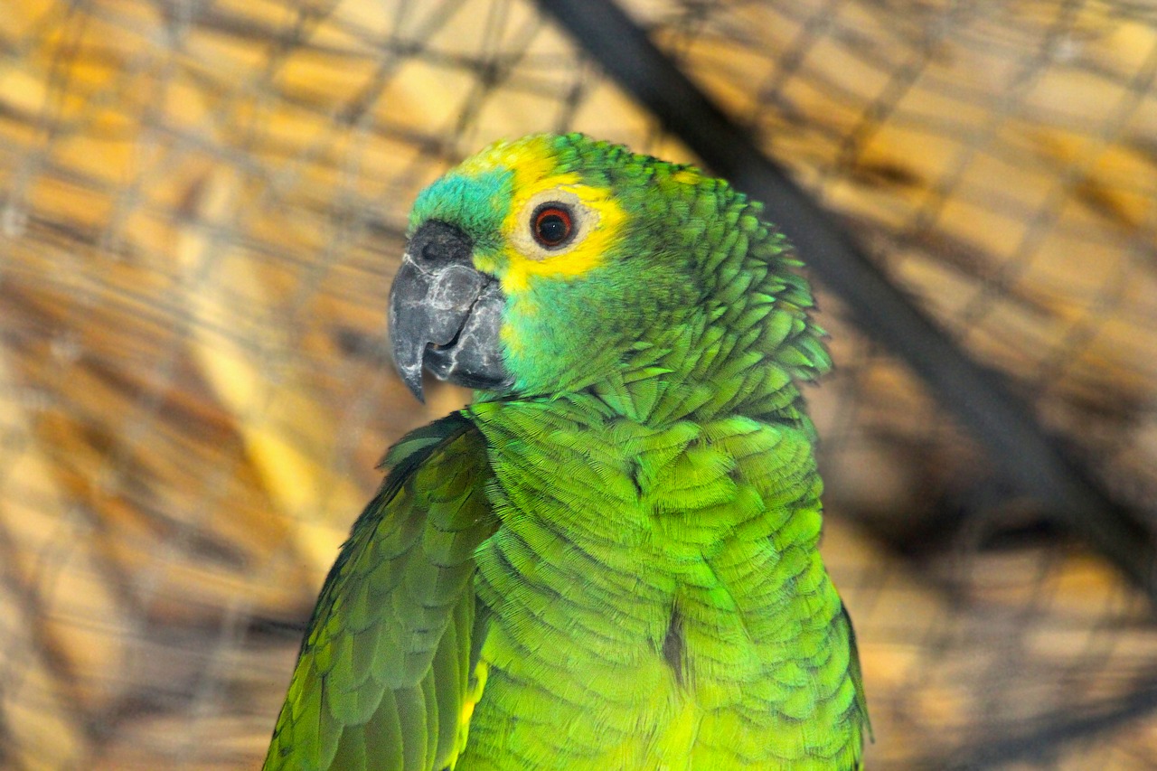 amazon  parrot  amazona amazonica free photo