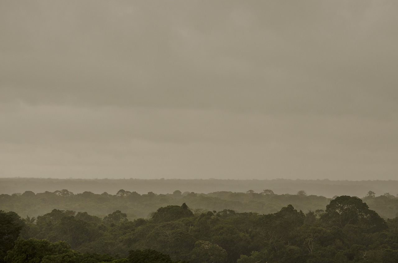 amazon forest flora free photo