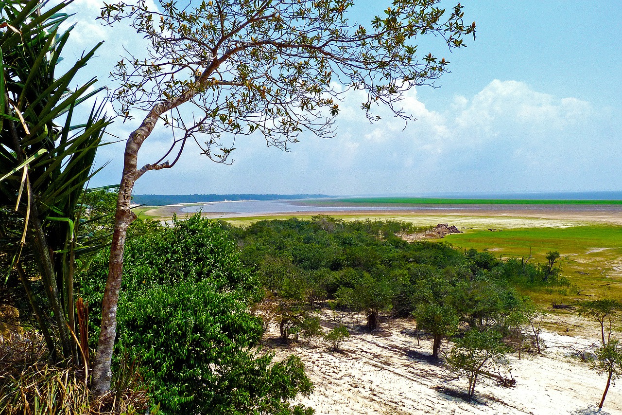 amazon rainforest water free photo