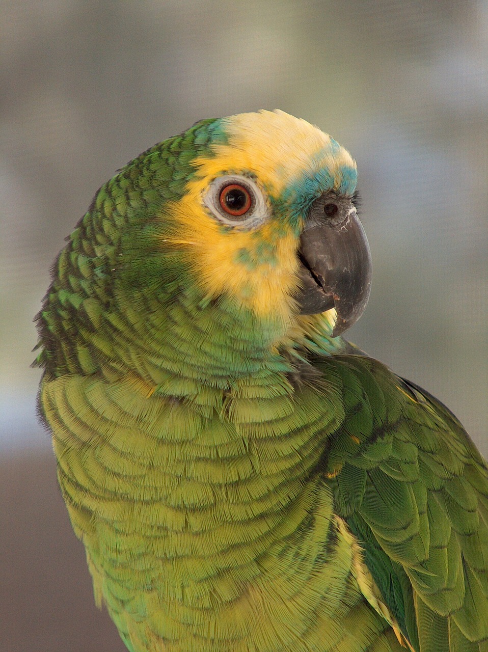 amazon blue front parrot portrait bird free photo