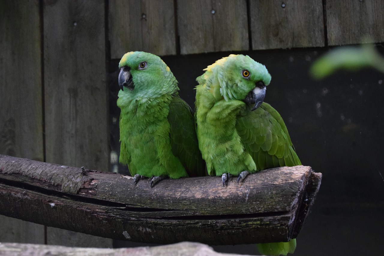amazons parrot bird free photo