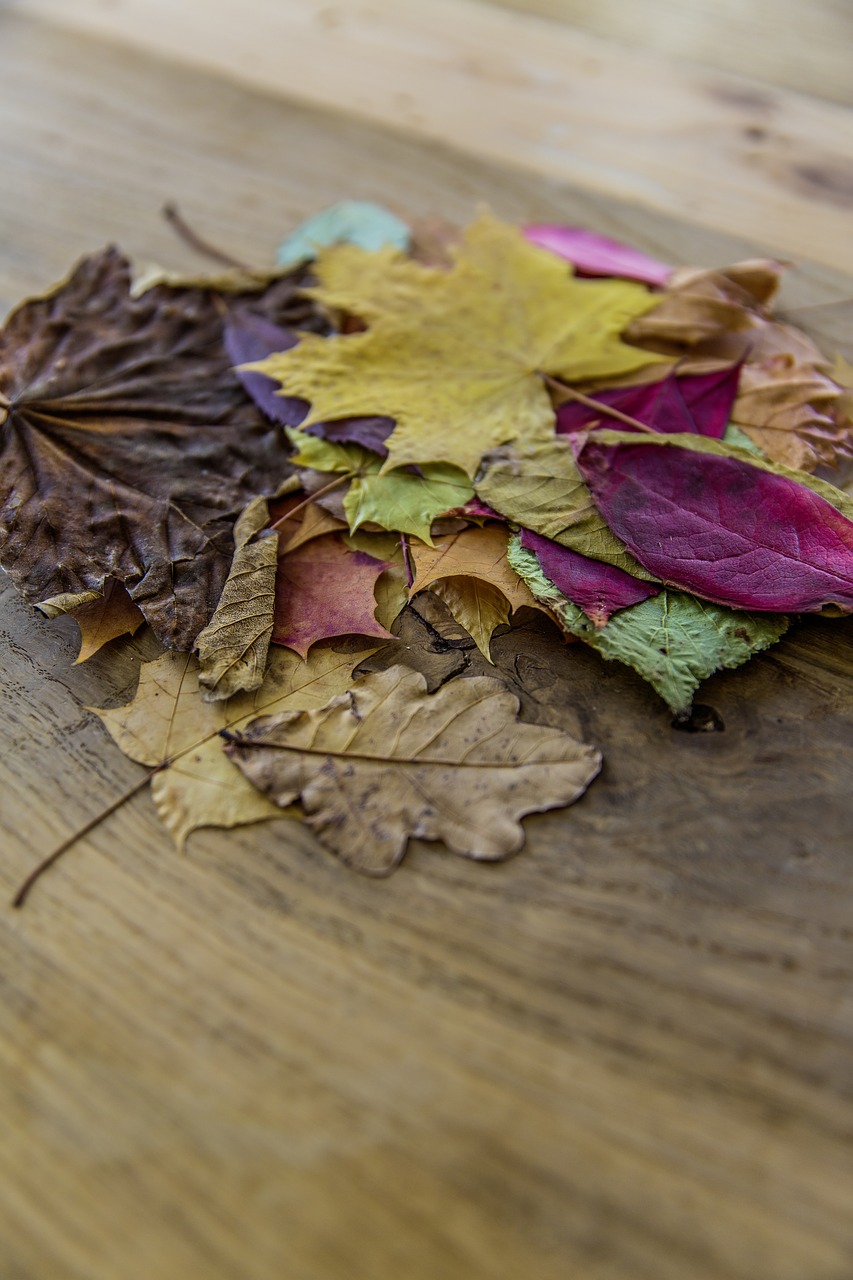 amber autumn autumn foliage free photo