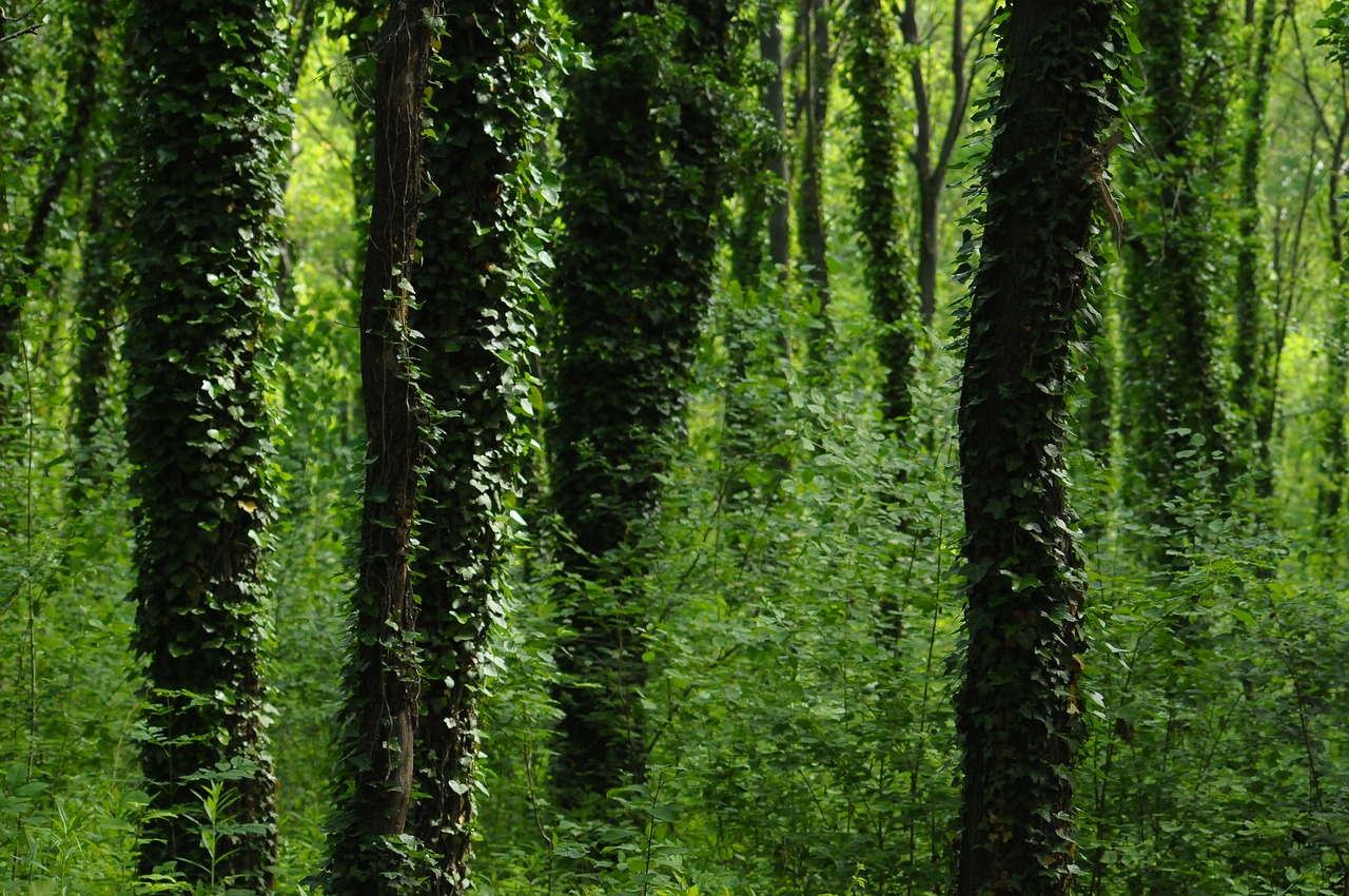 amber wood forest free photo