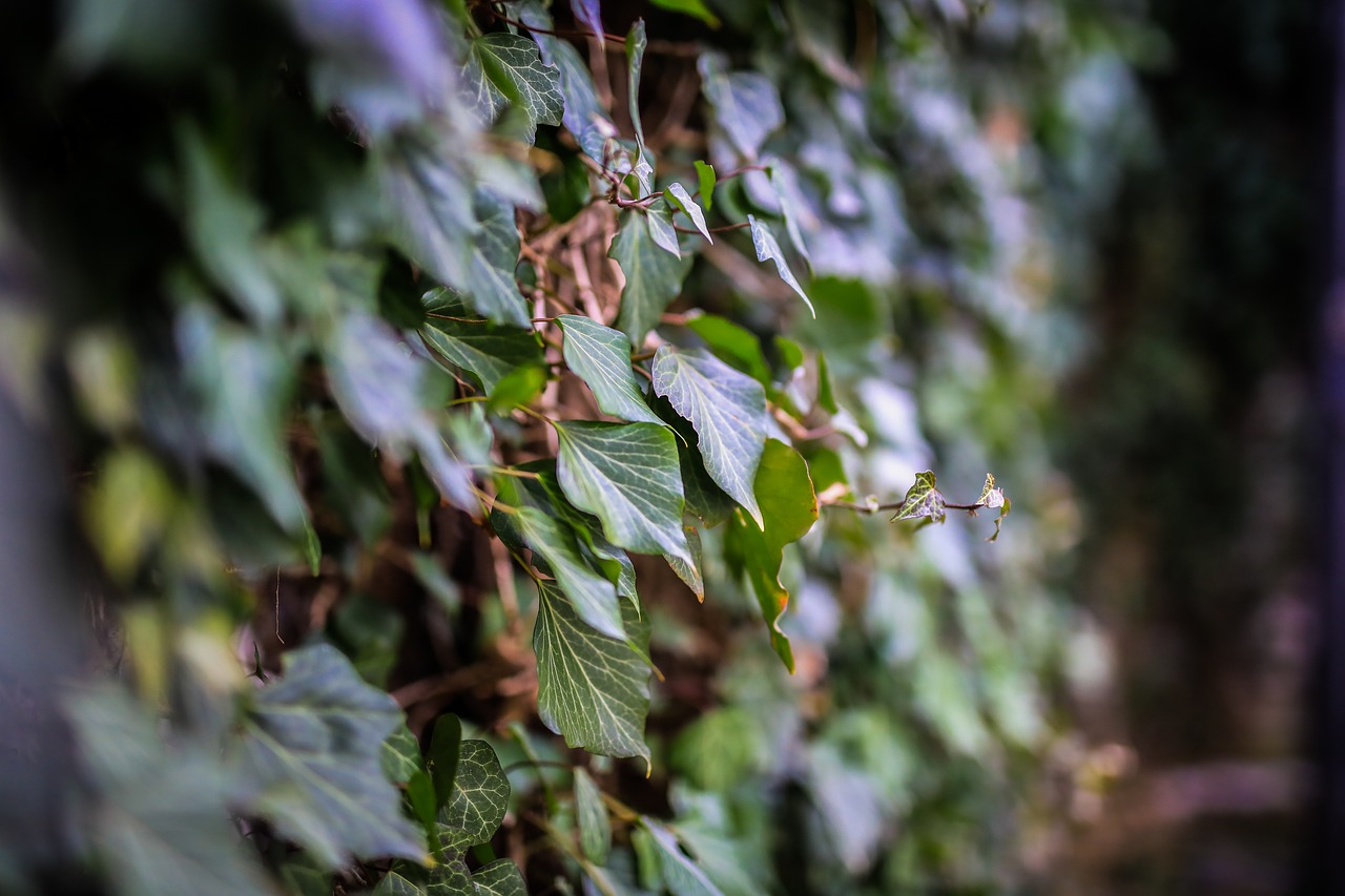 amber  green  wall free photo