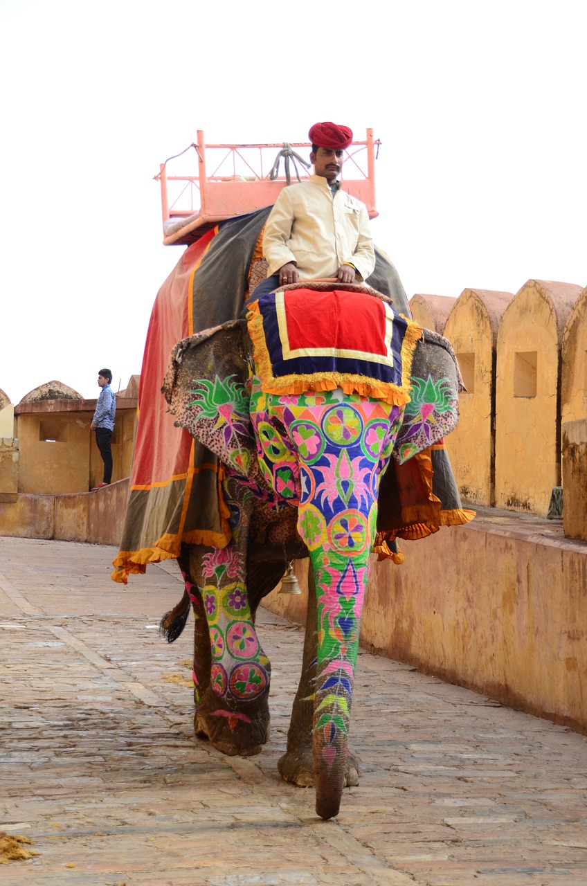 amber palace india elephant free photo