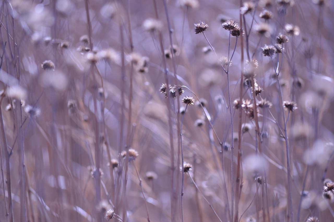 ambiance flowers dry free photo