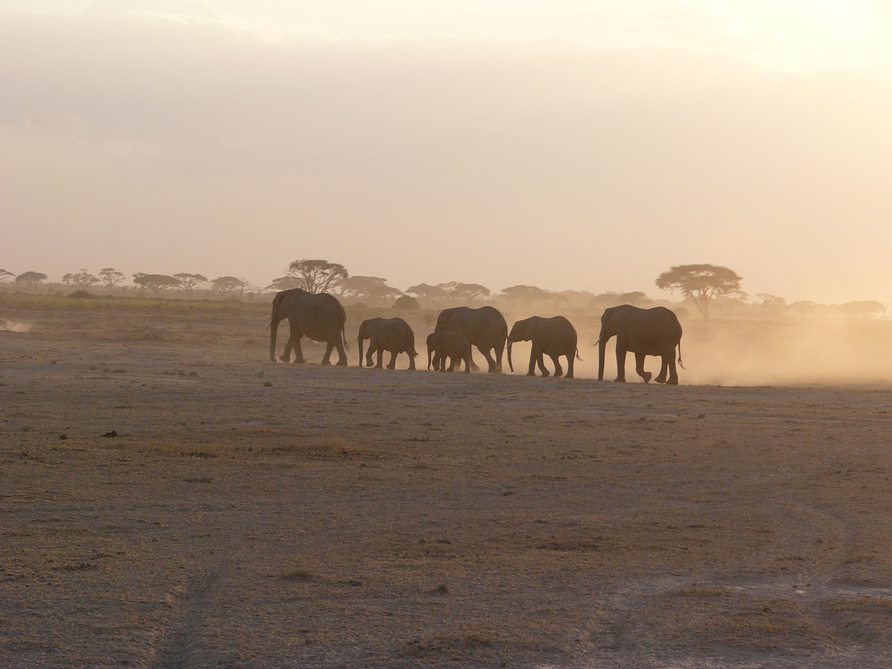 amboseli elephant dust free photo