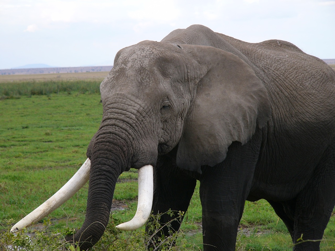 amboseli national park kenya elephant free photo