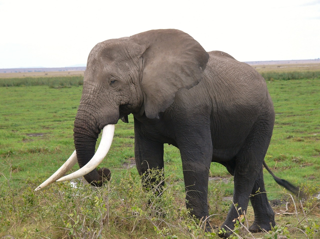 amboseli national park kenya elephant free photo