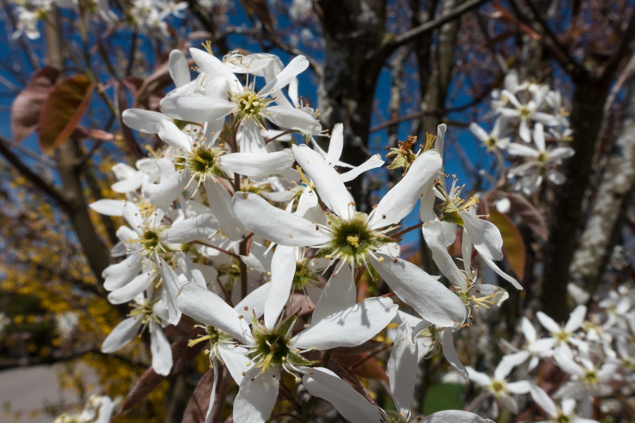 amelanchier kernobstgewaechs large free photo