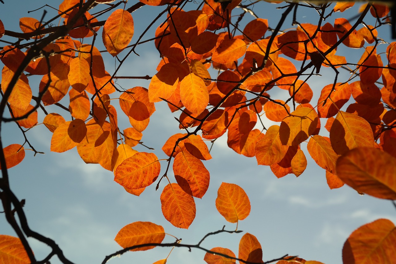 amelanchier leaves autumn free photo