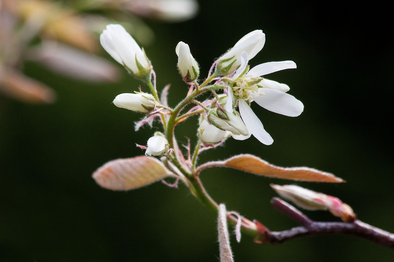 amelanchier kernobstgewaechs large free photo