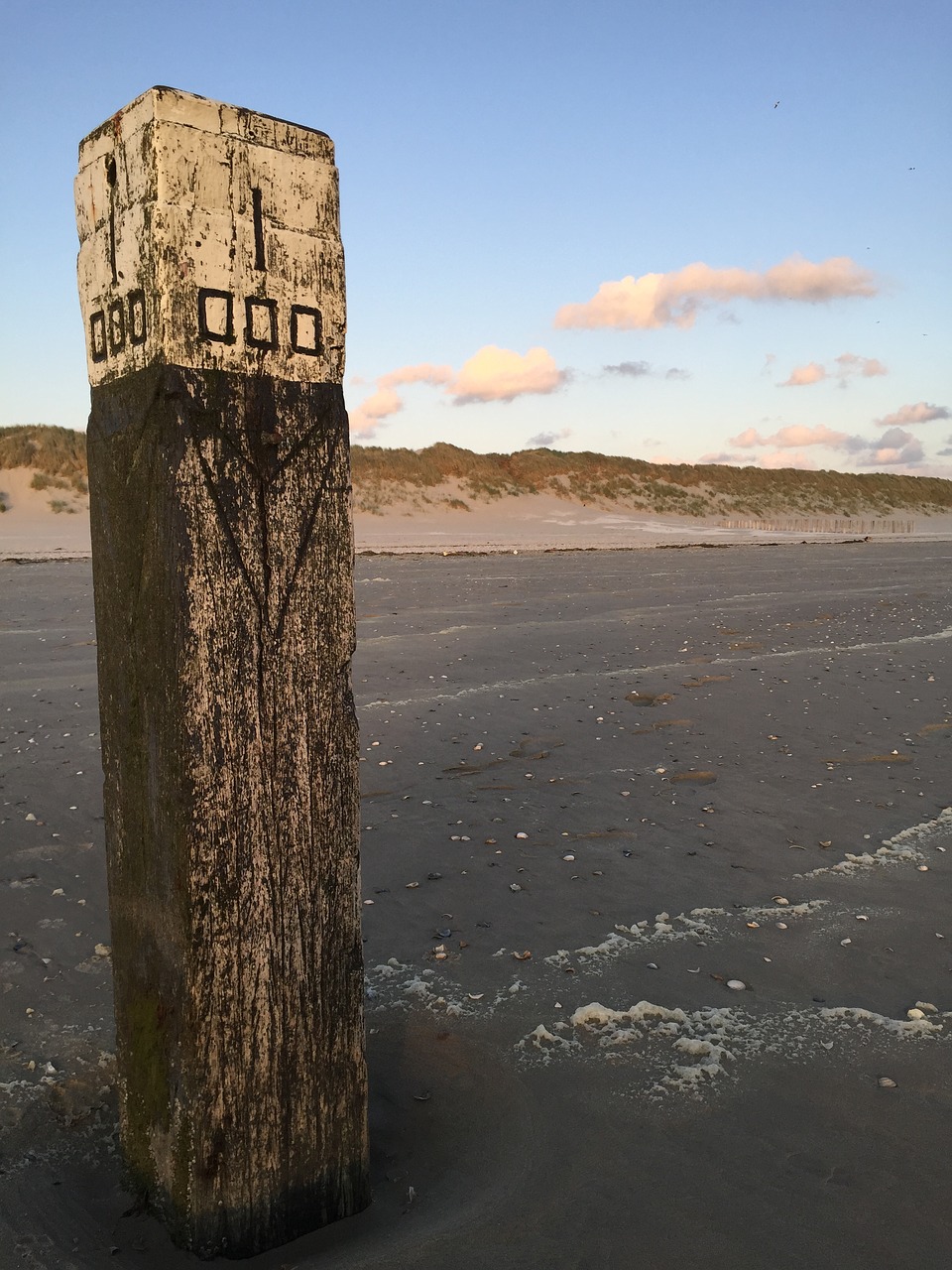 ameland beach dog free photo