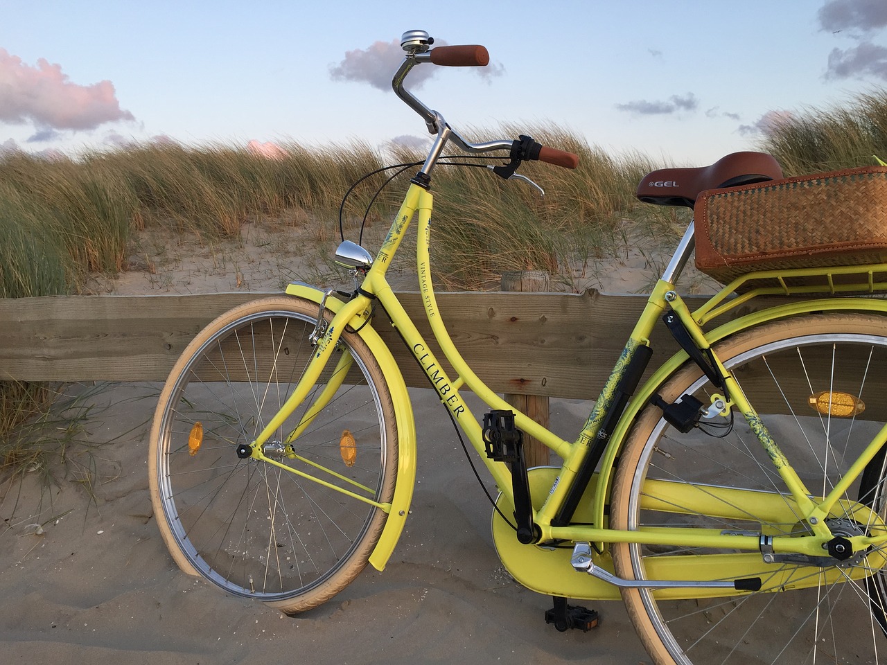 ameland beach dog free photo