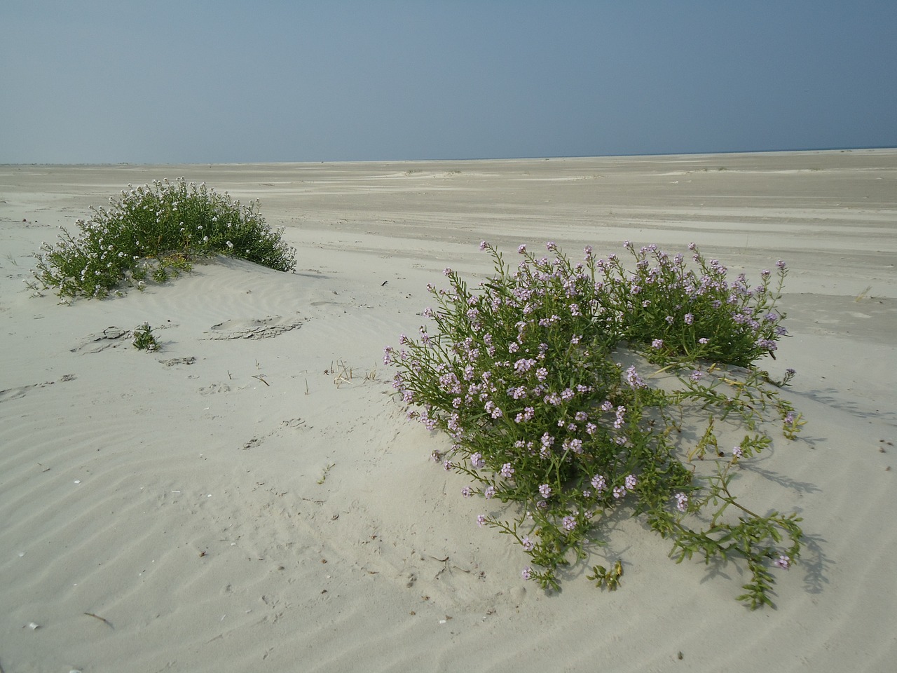 ameland sun sea free photo