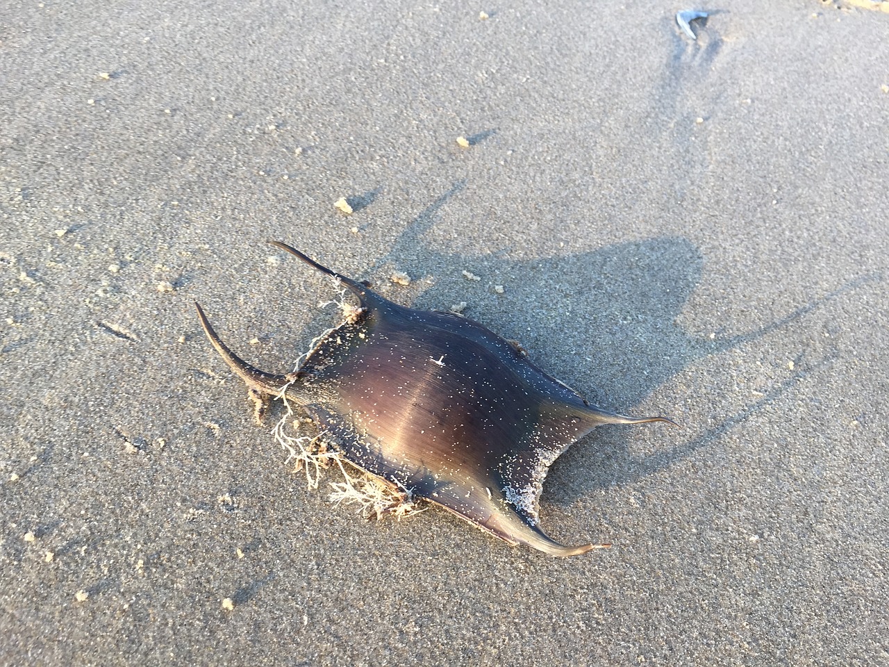 ameland beach holiday free photo