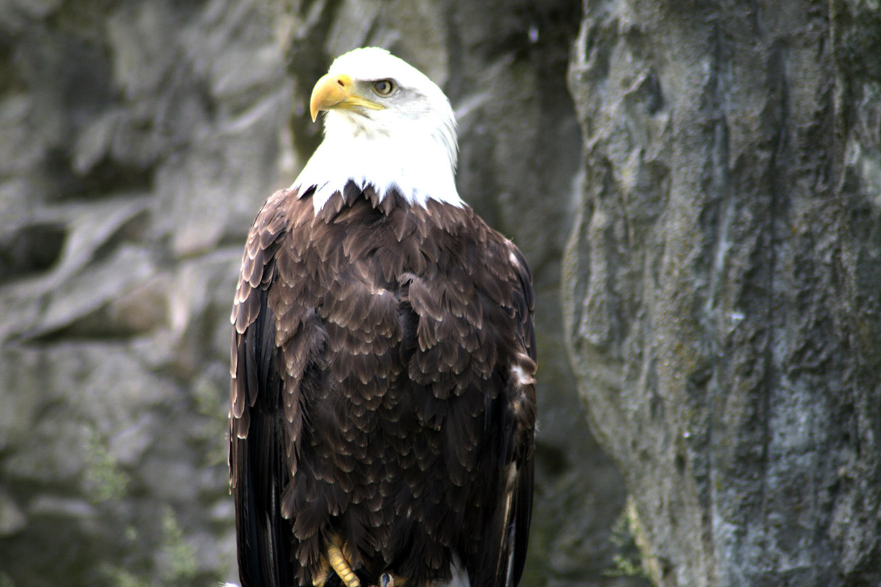 eagle american bald free photo