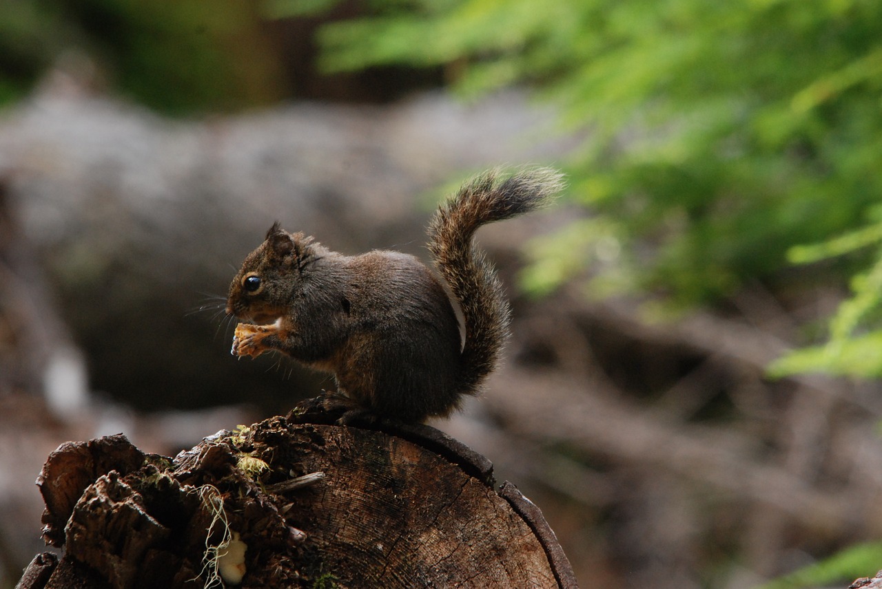 america washington state animal free photo