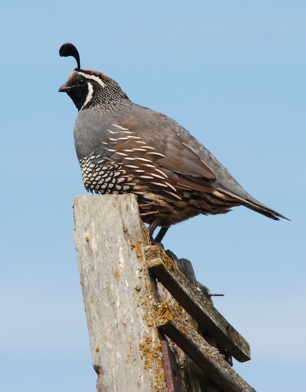 america washington state bird free photo