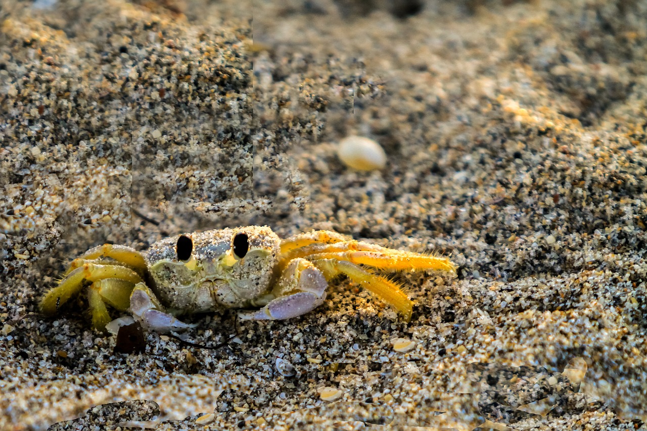 america  florida  crab free photo