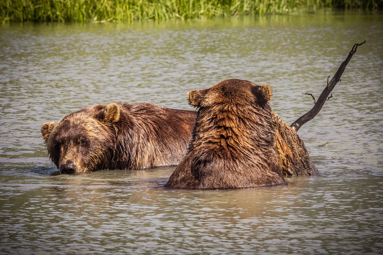 america  alaska  bear free photo