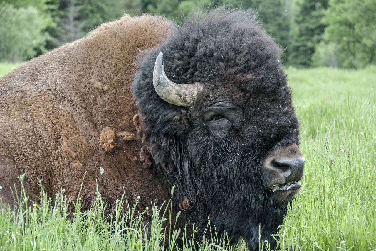 america  canada  bison free photo