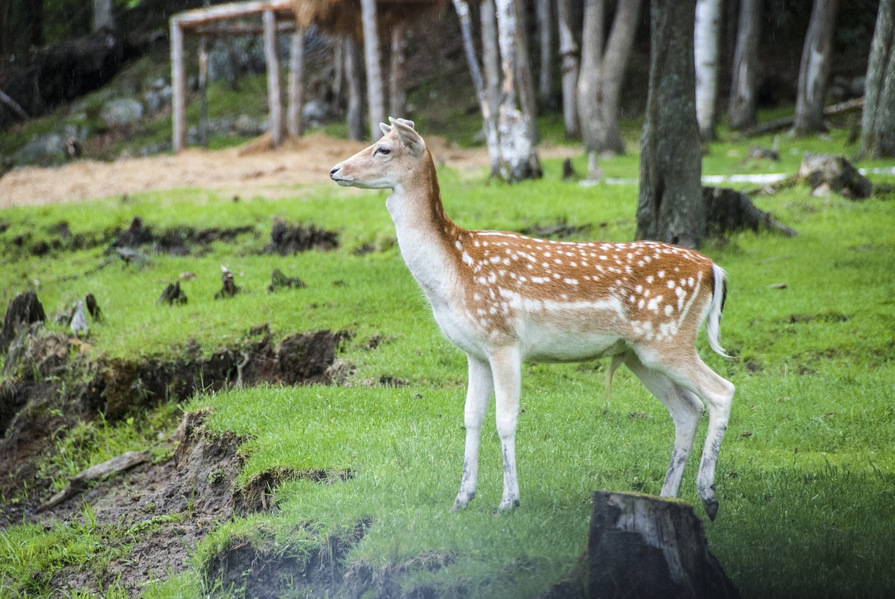 america  canada  omega park free photo