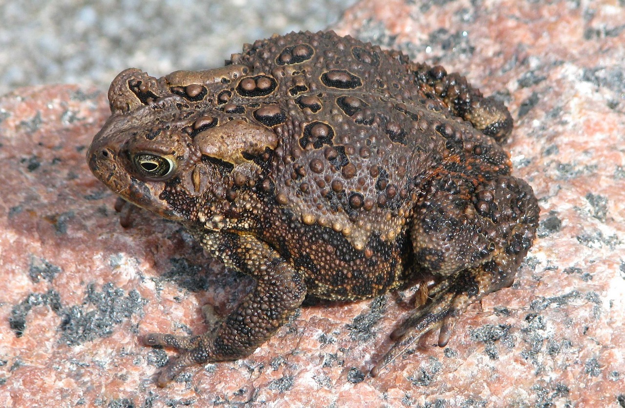 american toad anaxyrus americanus free photo