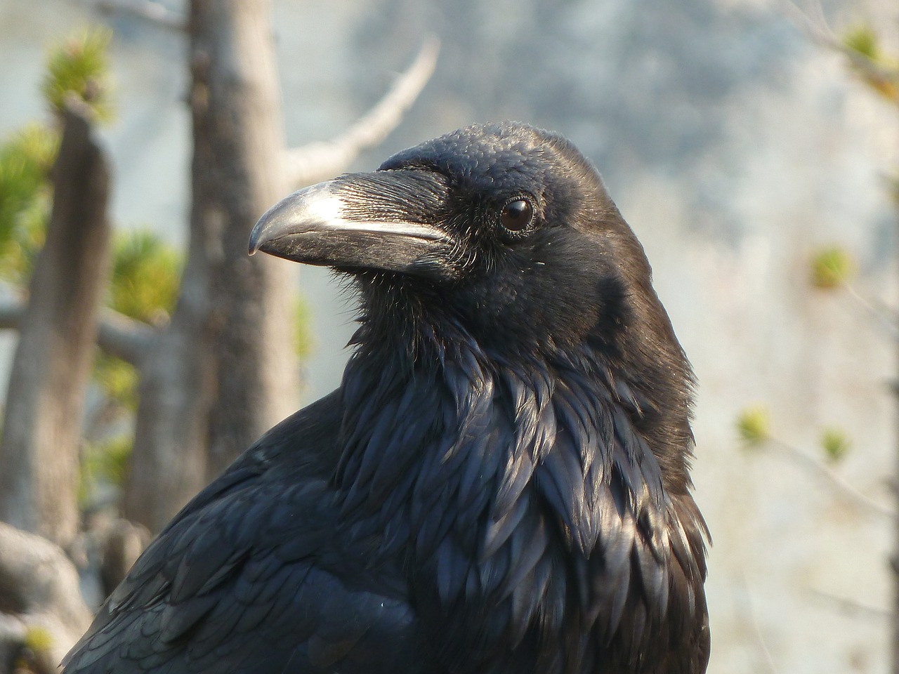 american  raven  yellowstone free photo