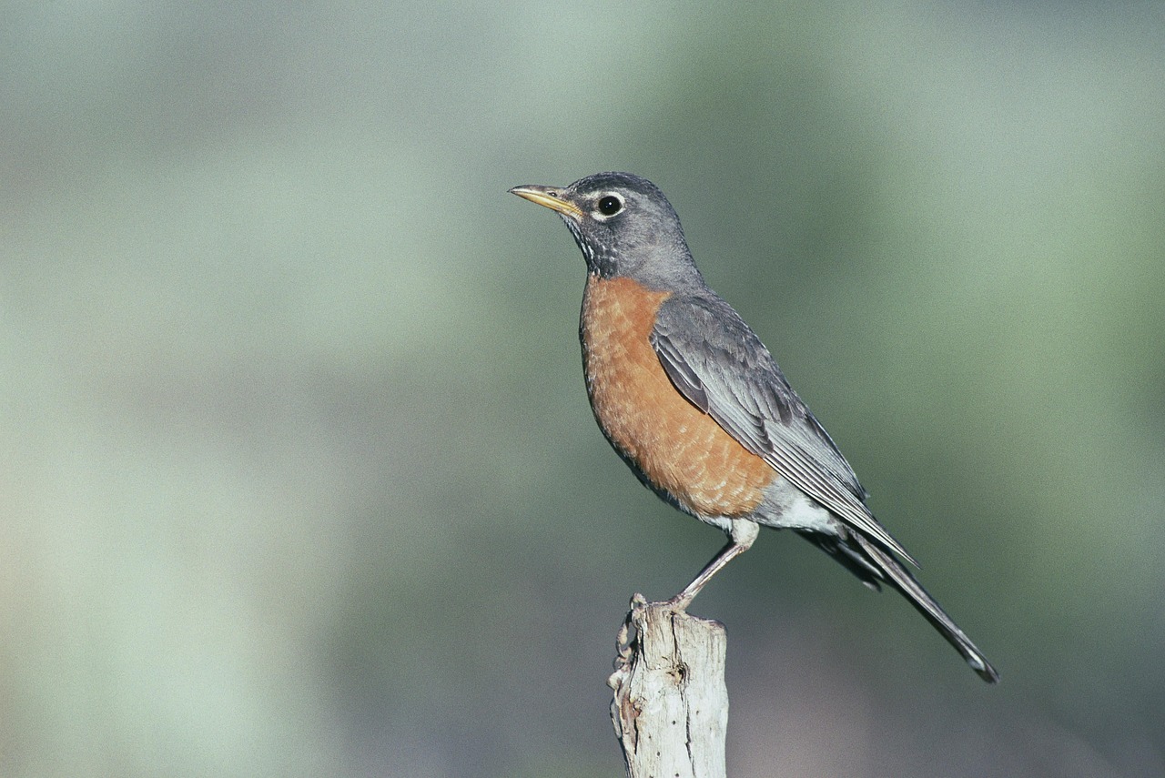 american bird robin free photo