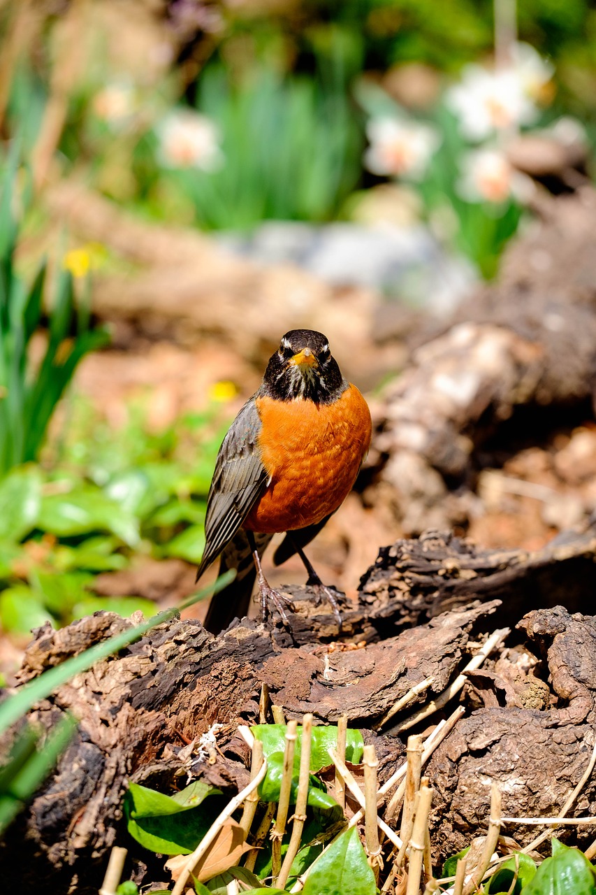 american  robin  bird free photo