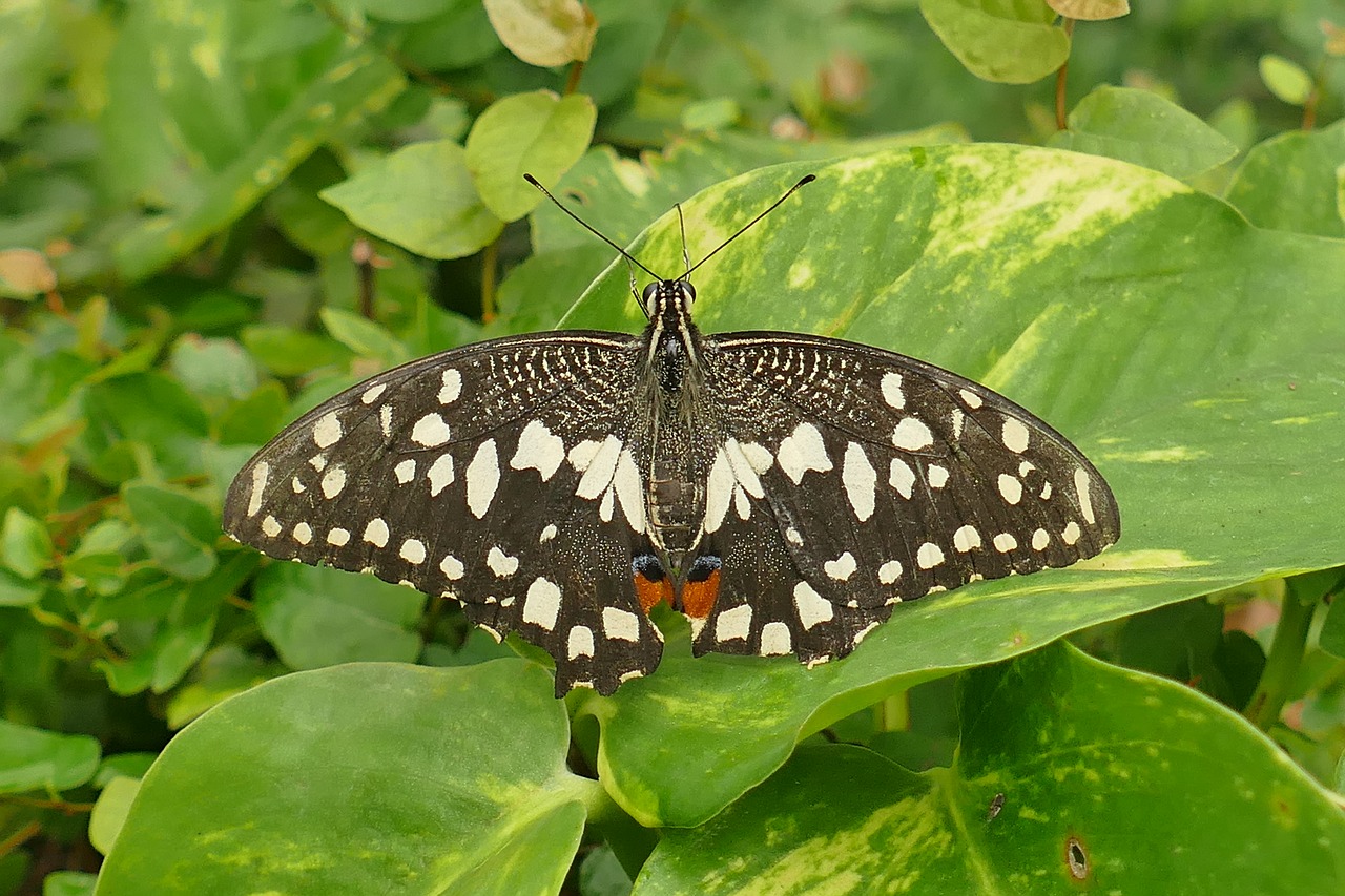 american admiral butterfly close free photo