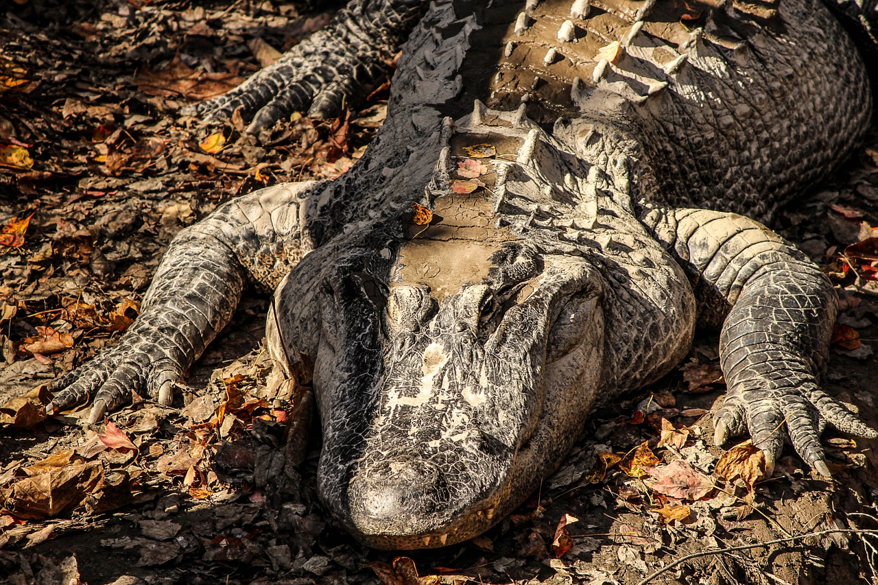 american alligator alligator crocodilian free photo