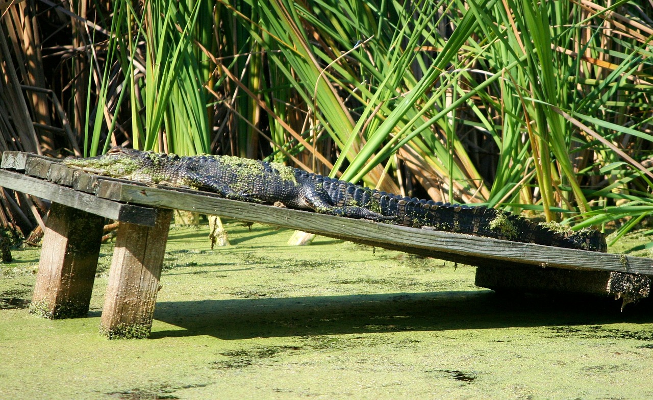 american alligator reptile crocodilian free photo