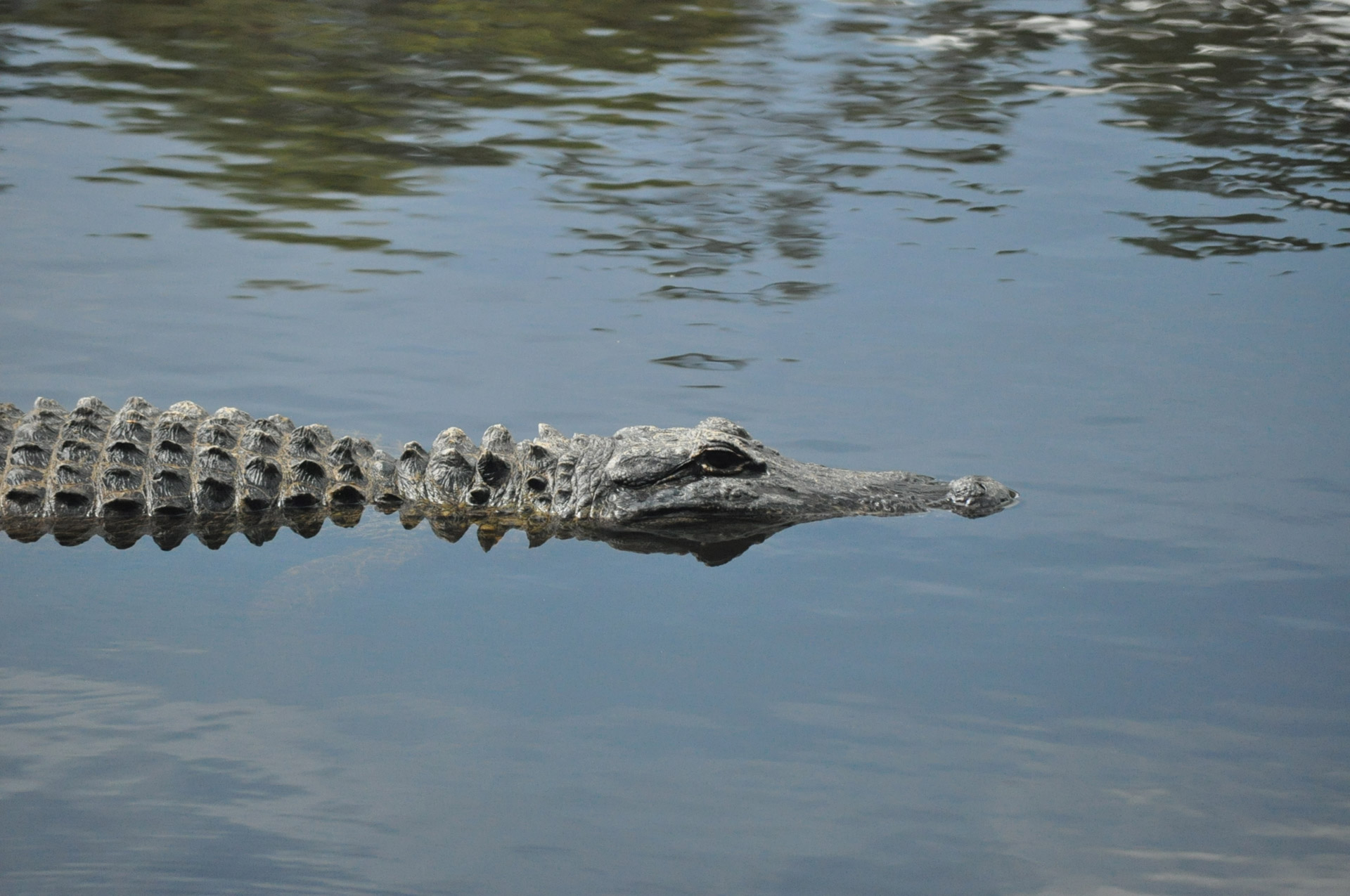 american alligator lake swamp free photo