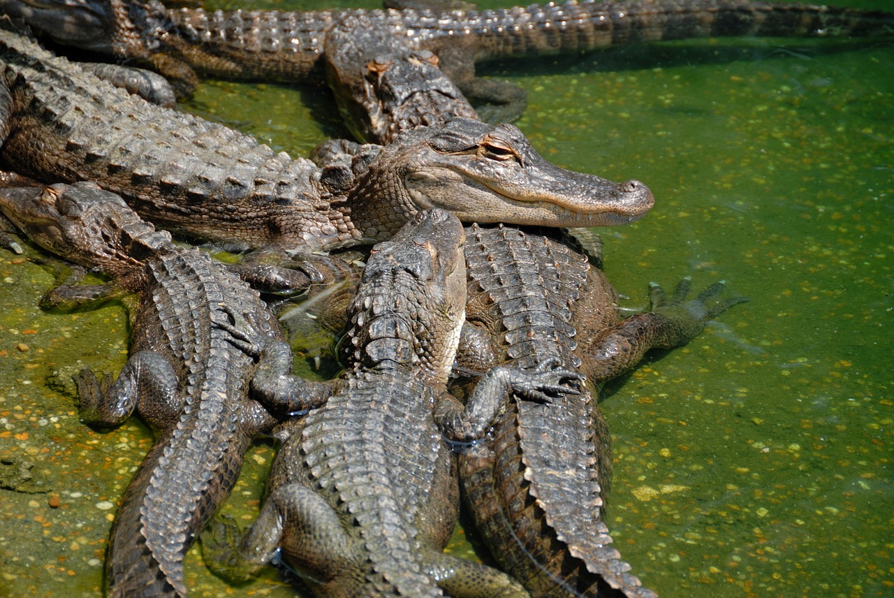 american alligators alligator reptile free photo