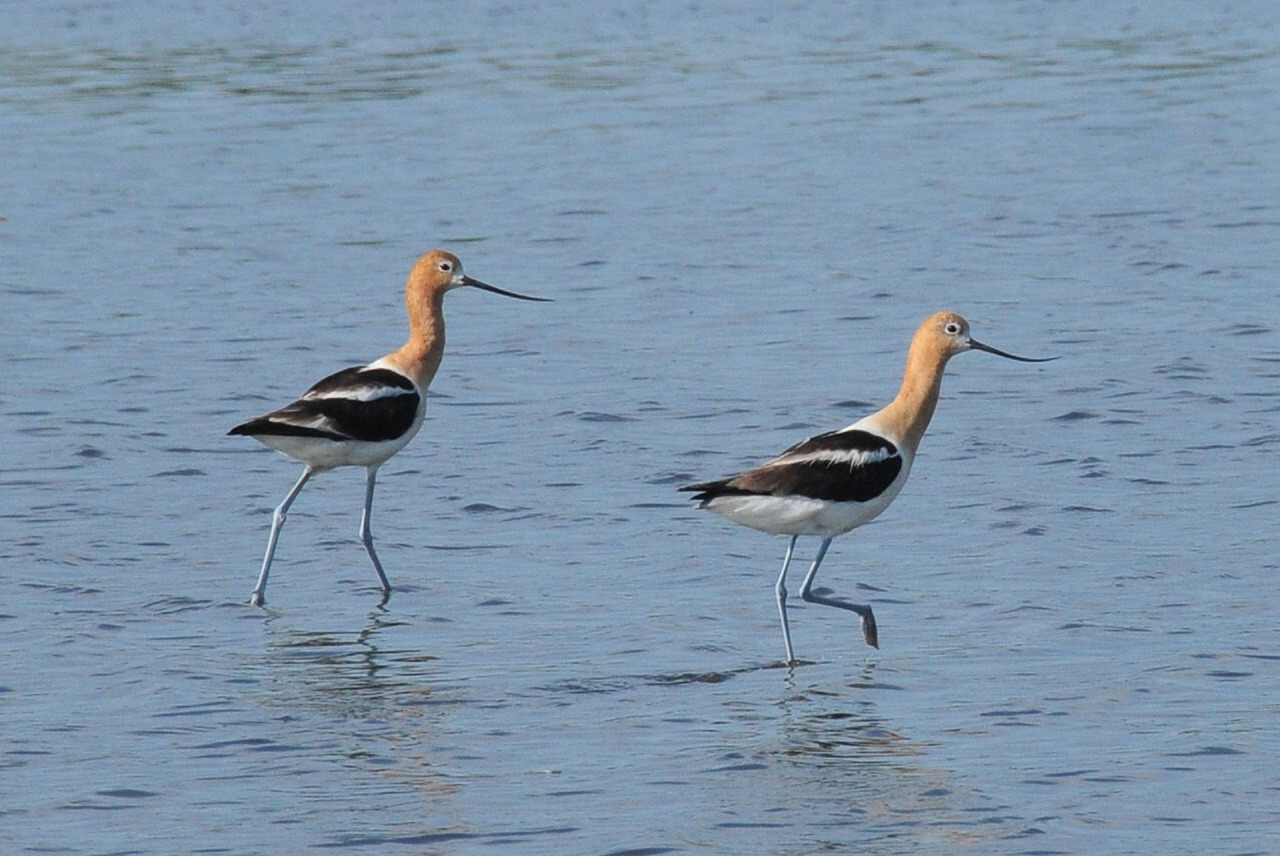 american avocets birds shorebirds free photo