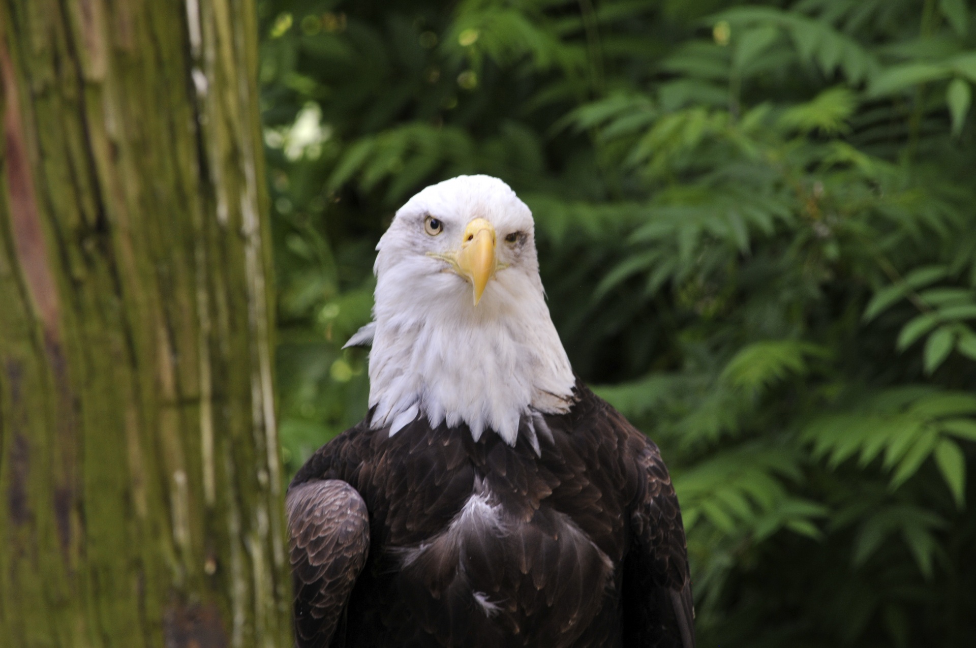 eagle eagles american bald eagle free photo